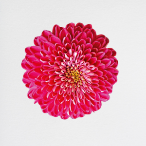 Crisantema Red