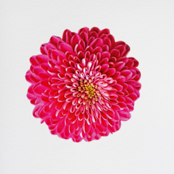 Crisantema Red