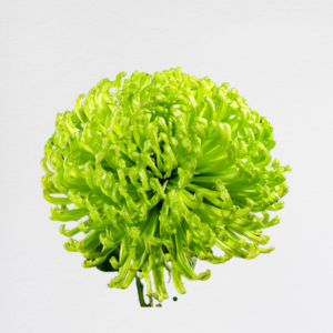 Crisantema Green