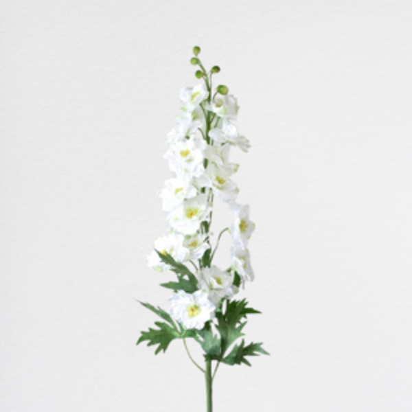 Delphinium White