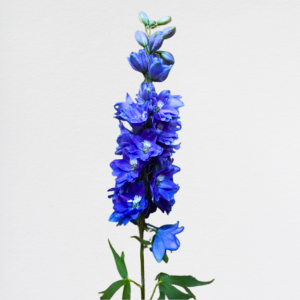 Delphinium Blue