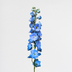 Delphinium Celeste