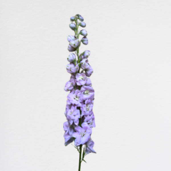 Delphinium Lilla