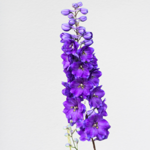 Delphinium Viola
