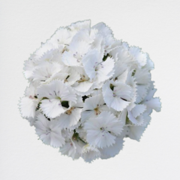 Dianthus Barbatus White