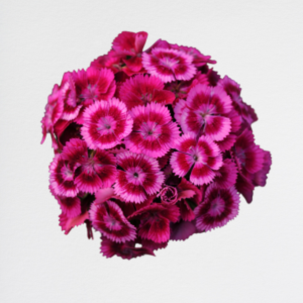 Dianthus Barbatus Pink