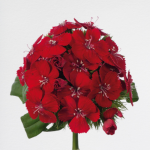 Dianthus Barbatus Red