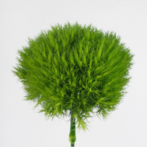 Dianthus Green Trick