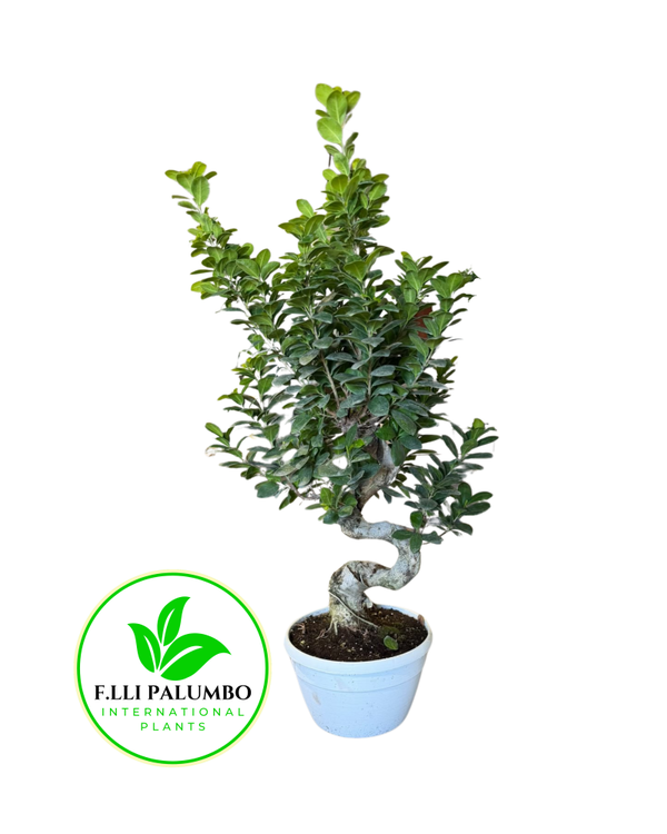 Ficus Ginseng Shape – Vaso 25 cm