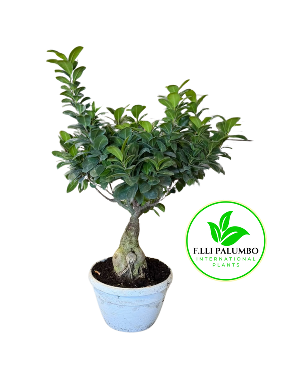 Ficus Ginseng – Vaso 20 cm