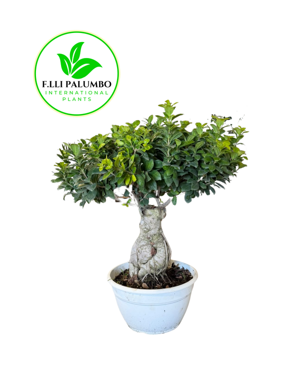 Ficus Ginseng – Vaso 30 cm