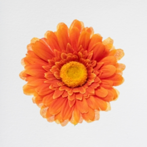 Gerbera Orange