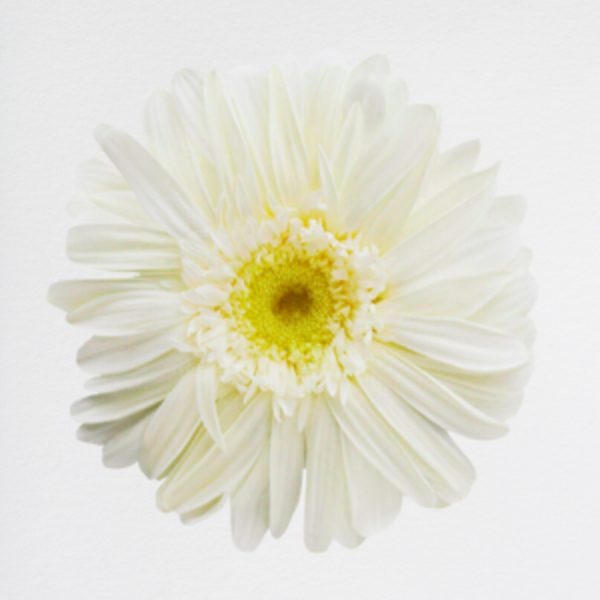 Gerbera White