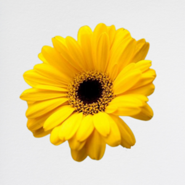 Gerbera Yellow