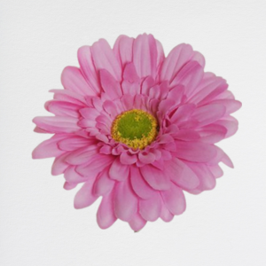 Gerbera Pink
