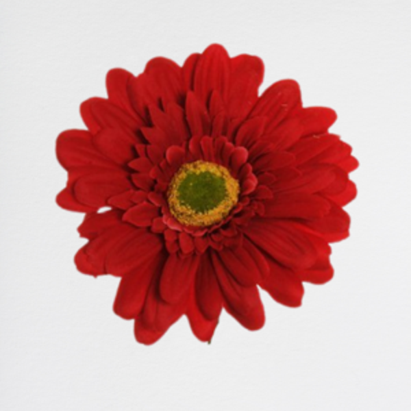 Gerbera Red