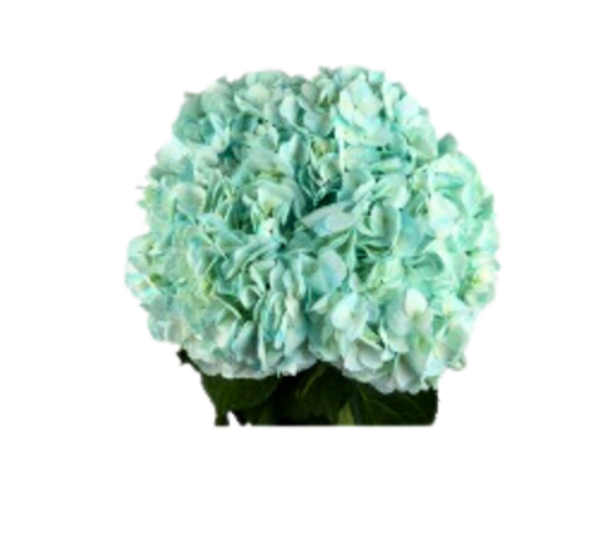 Inspiration Tourquoise