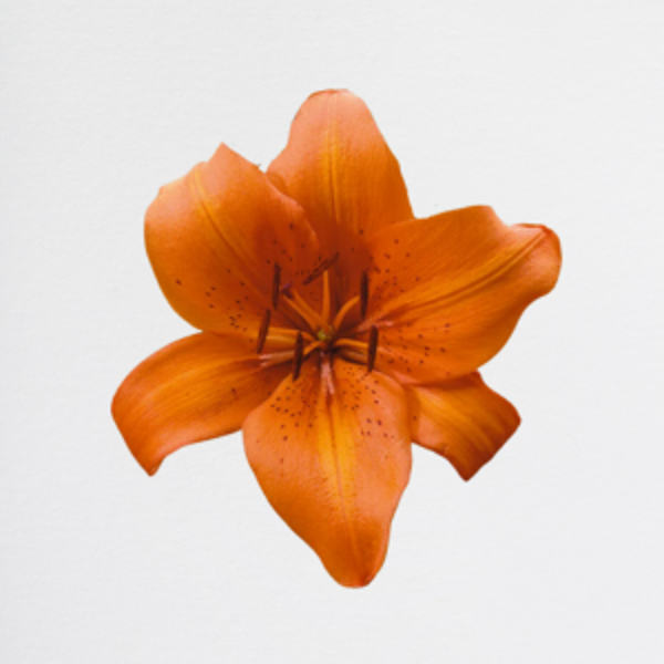 Lilium Orange