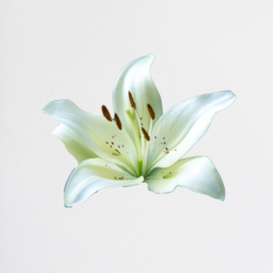 Lilium White
