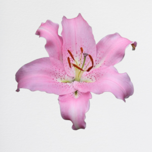 Lilium Pink