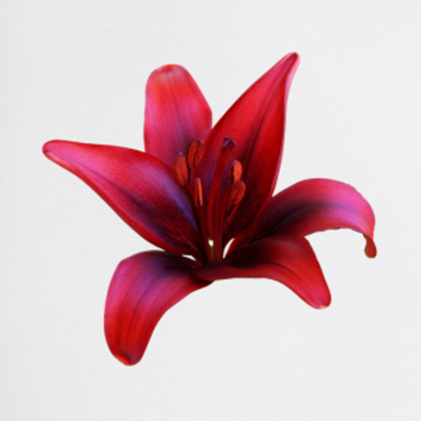 Lilium Red