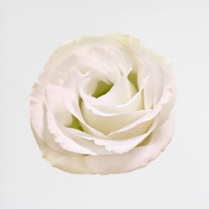 Lisianthus White