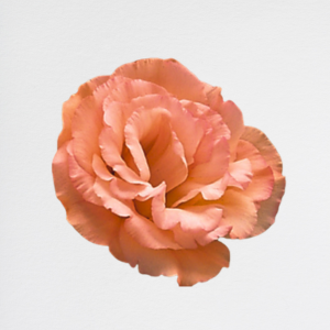 Lisianthus Salmon