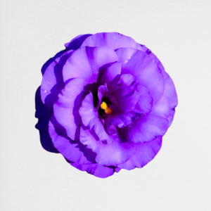 Lisianthus Purple