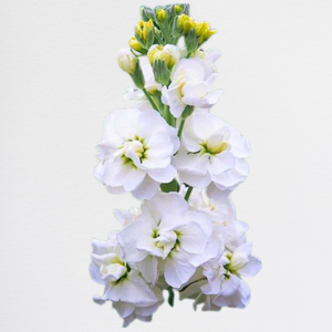 Matthiola White