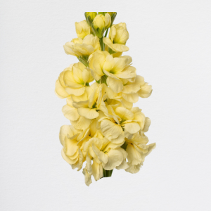 Matthiola Creamy White