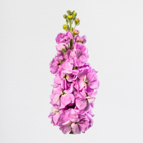 Matthiola Pink