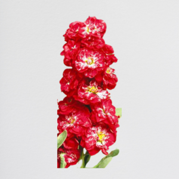 Matthiola Red