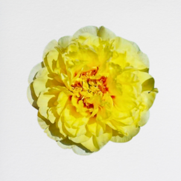 Peonia Yellow