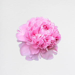 Peonia Pink