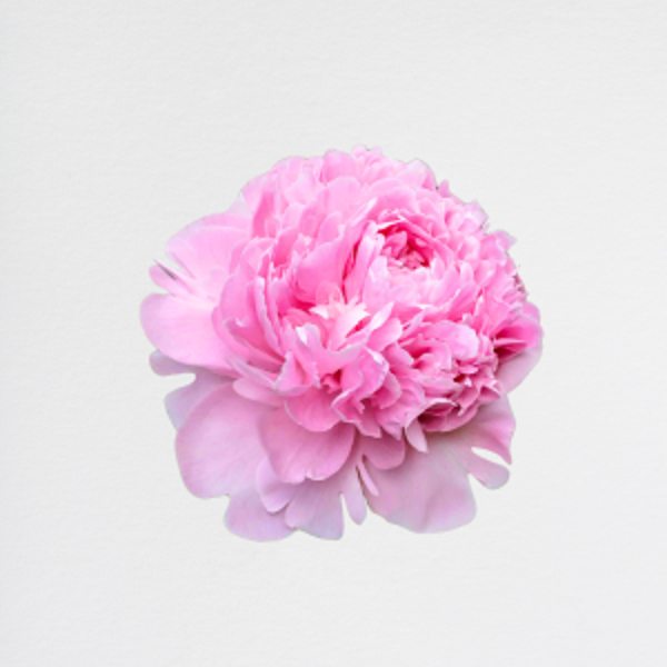 Peonia Pink