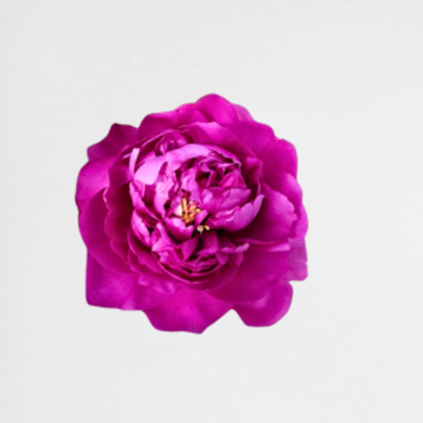 Peonia Purple