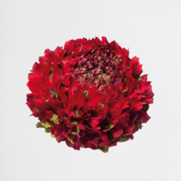 Ranuncoli Red PonPon