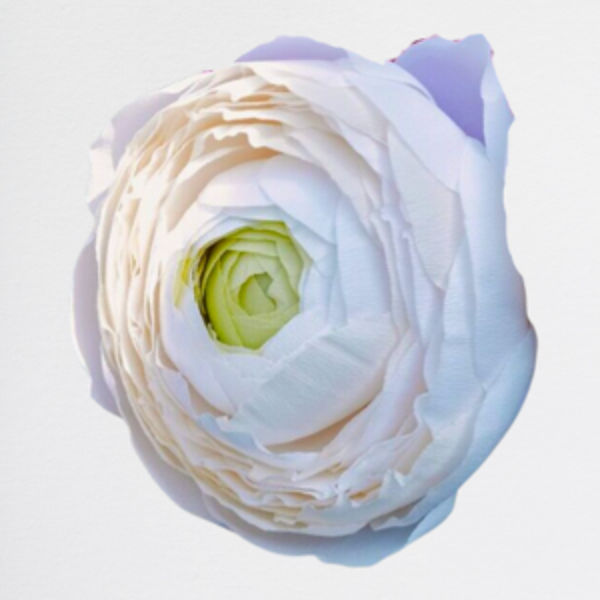 Ranuncoli White Elegance