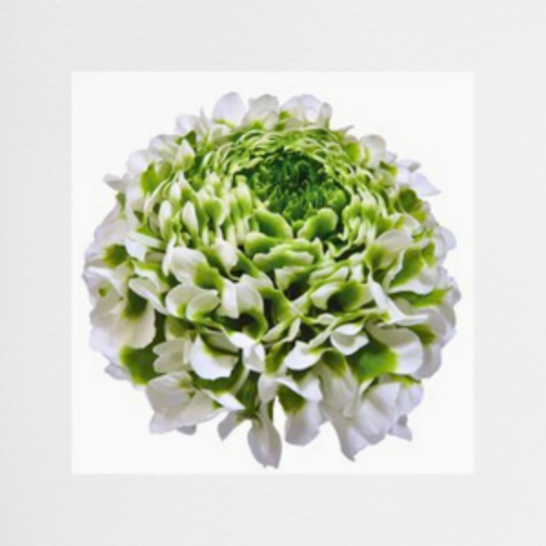 Ranuncoli White PonPon