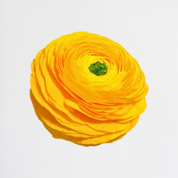 Ranuncoli Yellow Cloni