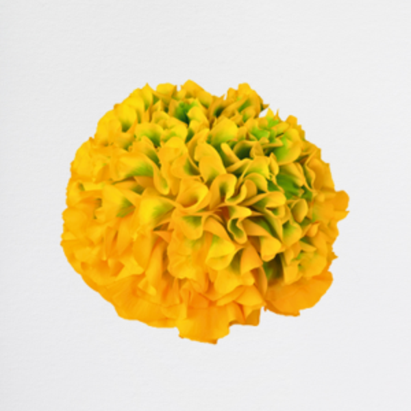 Ranuncoli Yellow PonPon