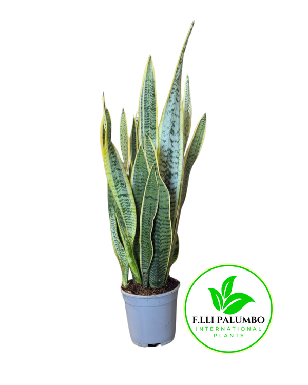 Sansevieria Laurentii – Vaso 17 cm