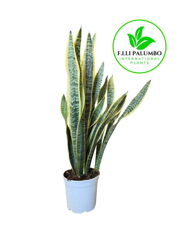 Sansevieria Laurentii – Vaso 21 cm