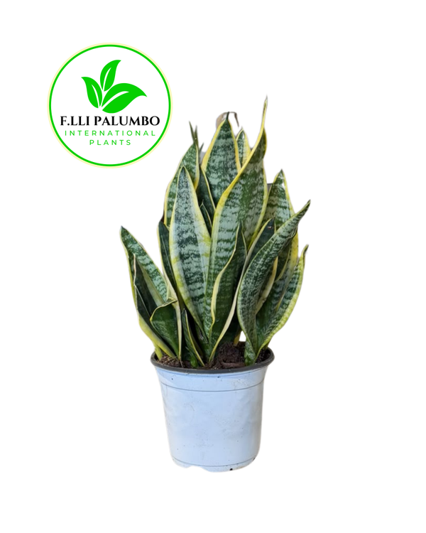 Sansevieria Superba  – Vaso 17 cm