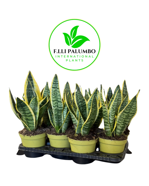 Sansevieria Superba – Vaso 14 cm