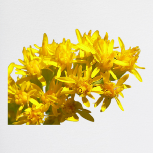 Solidago