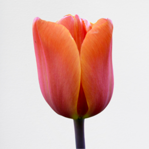 Tulipani Orange
