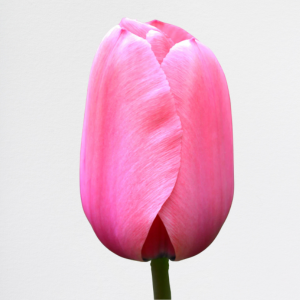 Tulipani Pink