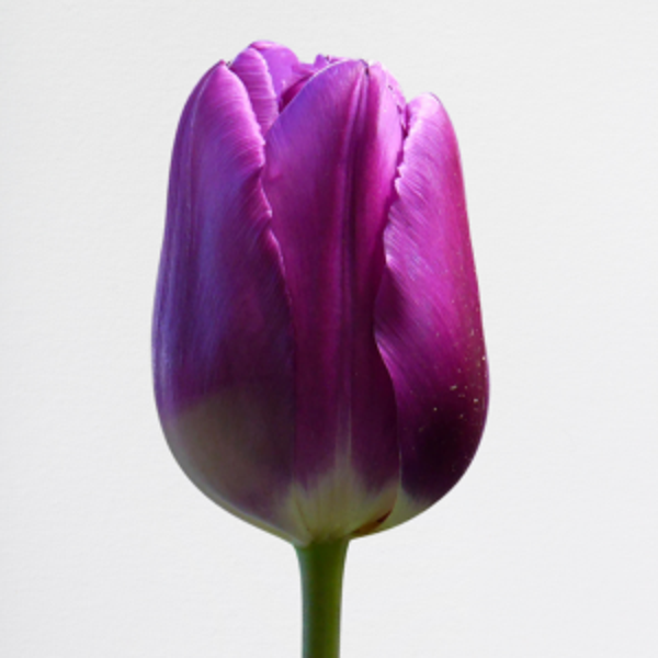 Tulipani Purple