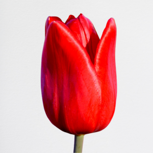 Tulipani Red